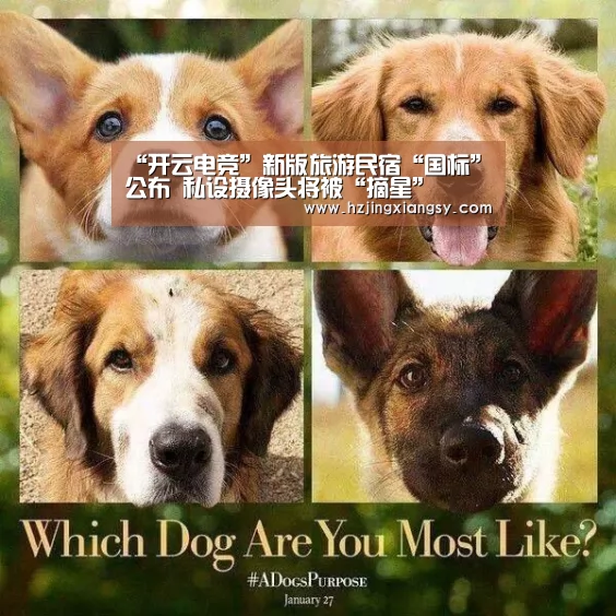 开云电竞